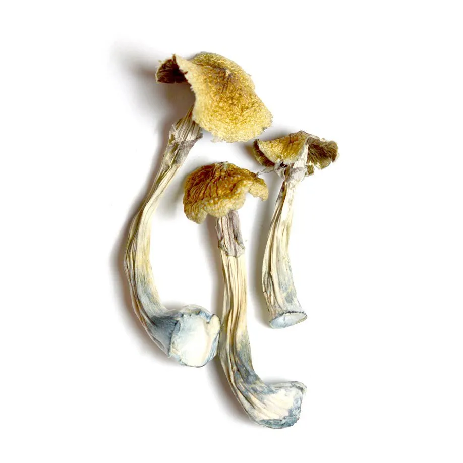 Ecuadorian Mushrooms | Buy Magic Mushrooms Online 