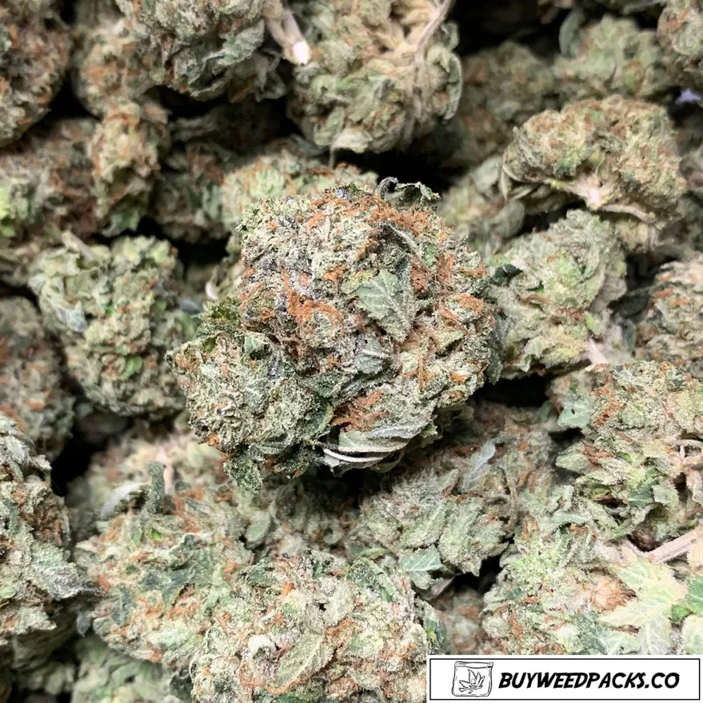 London Jelly cannabis strain