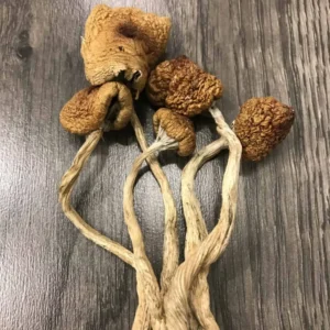 Blue Meanies Mushrooms UK