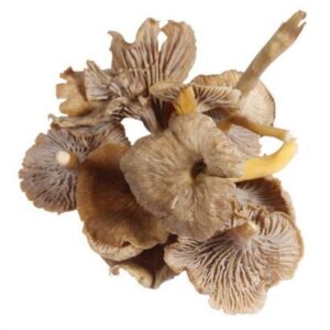 Buy Chanterelle Mushroom online London uk