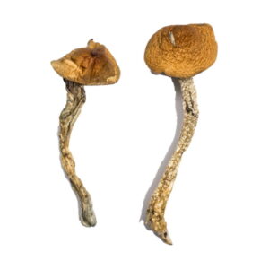 Buy Daddy Long Legs Mushrooms UK