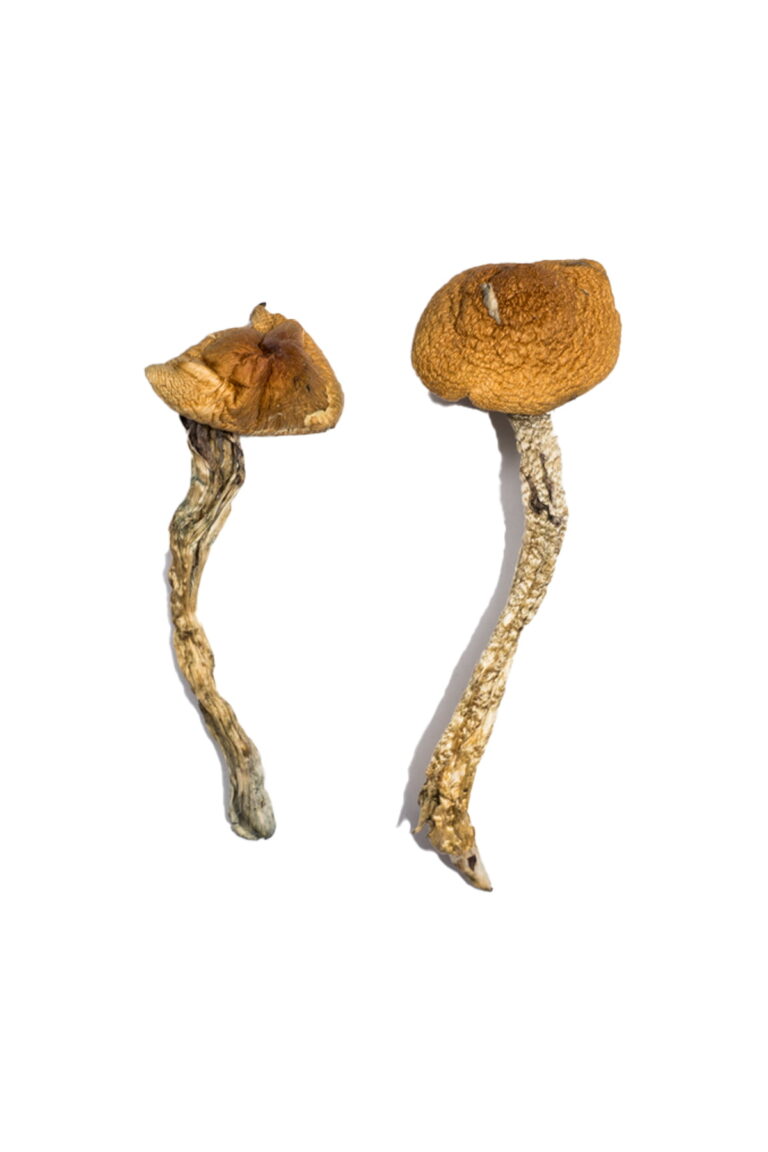 Buy Daddy Long Legs Mushrooms UK