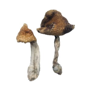 Buy Hawaiian Magic Mushrooms UK