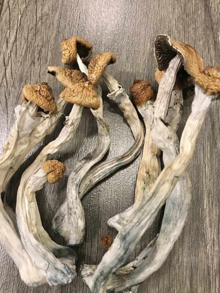 Hillybilly Cubensis Mushrooms UK