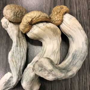 Penis Envy Psilocybin Mushrooms UK