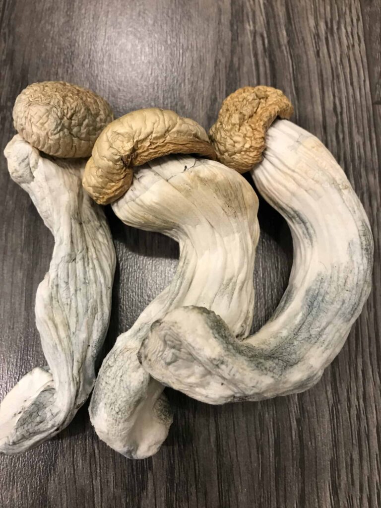 Penis Envy Psilocybin Mushrooms UK