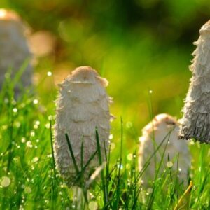 Buy Shaggy Mane Mushrooms online London UK