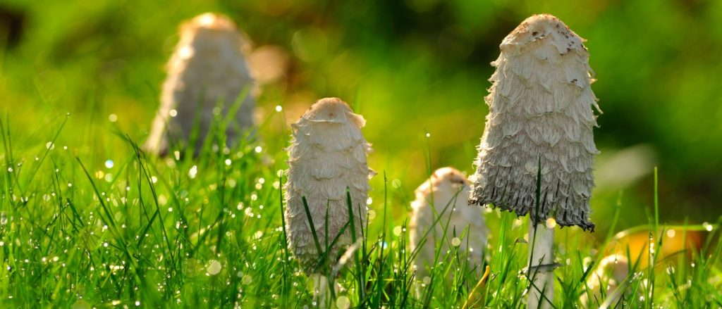 Buy Shaggy Mane Mushrooms online London UK