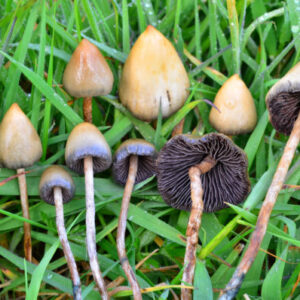 Where to Buy Liberty caps mushroom online in UK