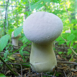 Buy puffball mushrooms online London UK