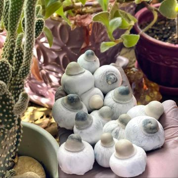 Explore Psychedelics: Beginners