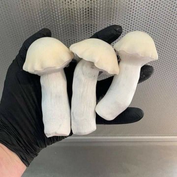 Top 5 Rated Shops to Buy Magic Mushrooms in the UK