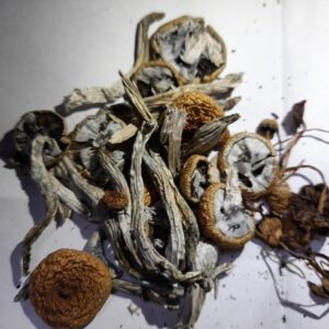 Buy Golden Teacher Magic Mushrooms UK