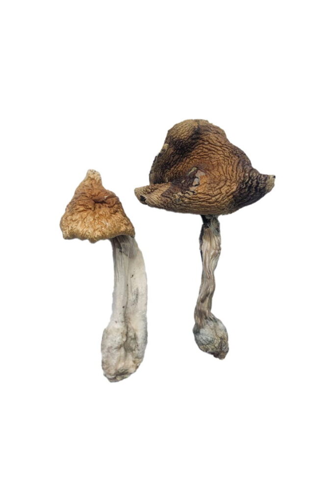 Your Guide to Purchasing Magic Mushrooms Safely in Britain
