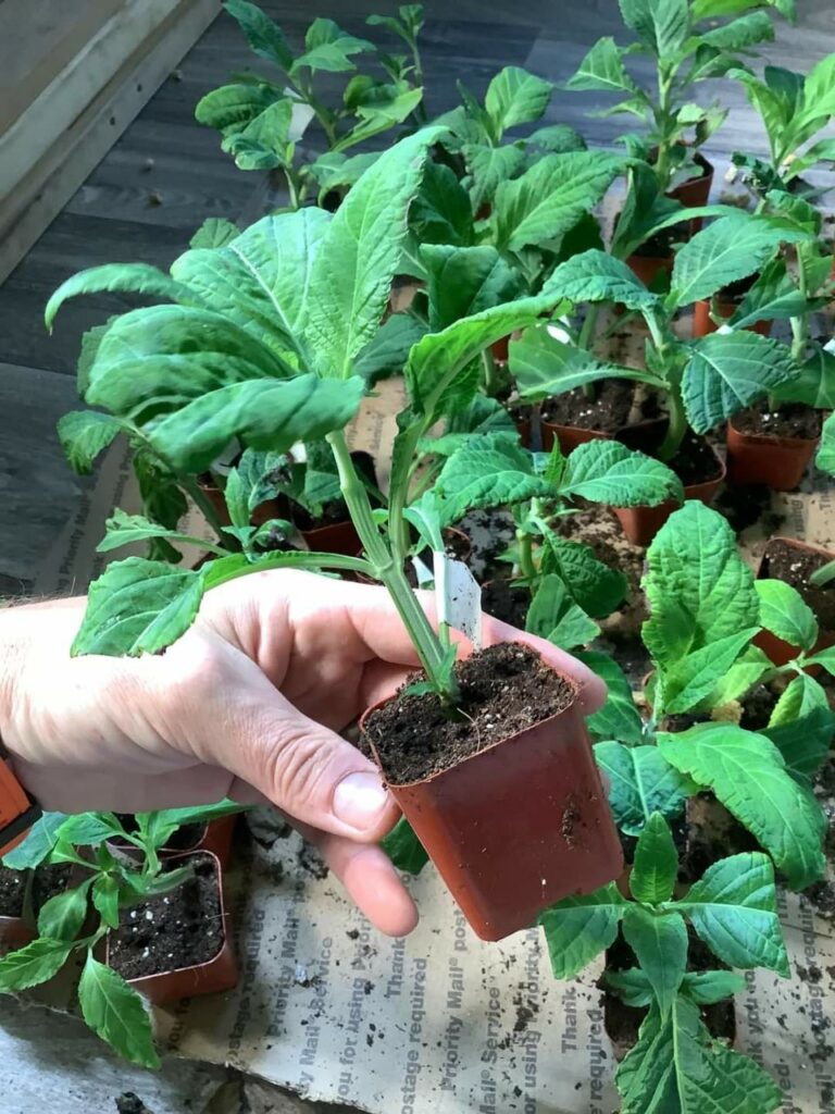 Do Magic Mushrooms Grow in the UK? (2026 Guide)