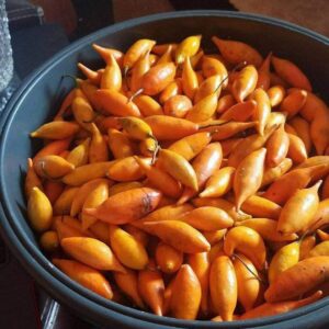 Buy Tabernanthe Iboga Seeds Near Me in the UK and Europe