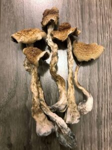 where to buy mushrooms near me uk