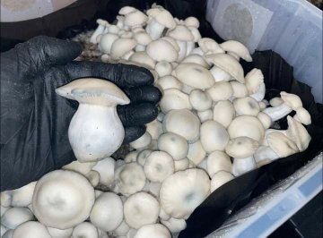 6 Reliable Sources for Buying Fresh Magic Mushrooms in UK