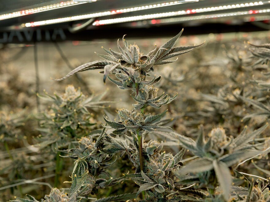 Online Cannabis Shopping in America: Where to Find the Best Deals!