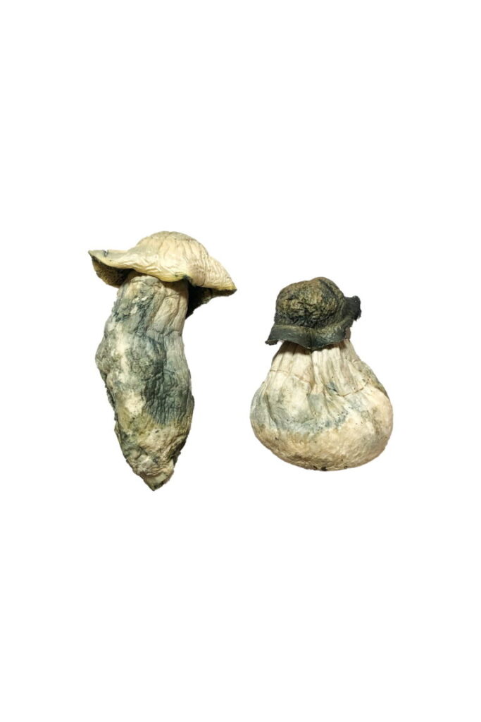 where can you buy magic mushrooms legally