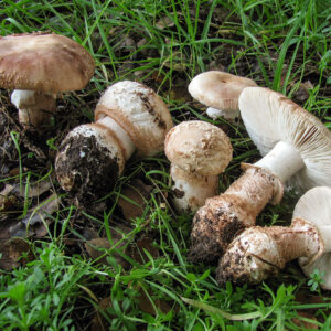 Buy Amanita Mushroom in the UK – Premium Quality from Psymushroom