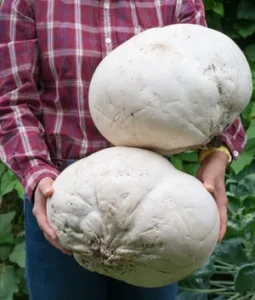 Giant Puffball Liquid Culture 10ml – Made in UK