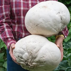 Giant Puffball Liquid Culture 10ml – Made in UK