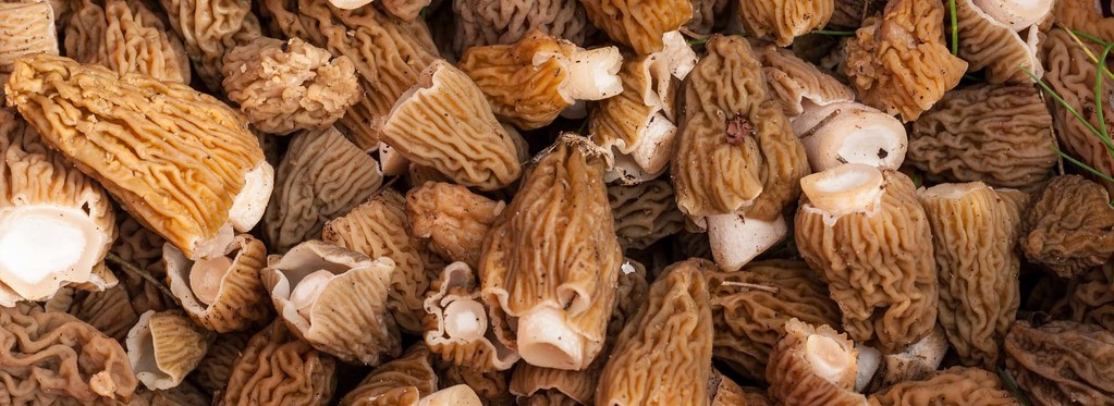 Fresh and Delicious Morel Mushrooms – 160g per Pack (UK)