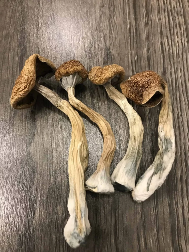 Are Magic Mushroom Grow Kits Illegal in the UK?