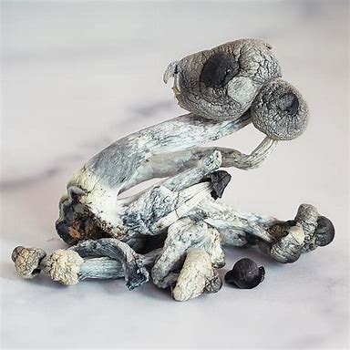 Where to Buy Magic Mushrooms in the UK? (2026 Legal Guide Before You Search)