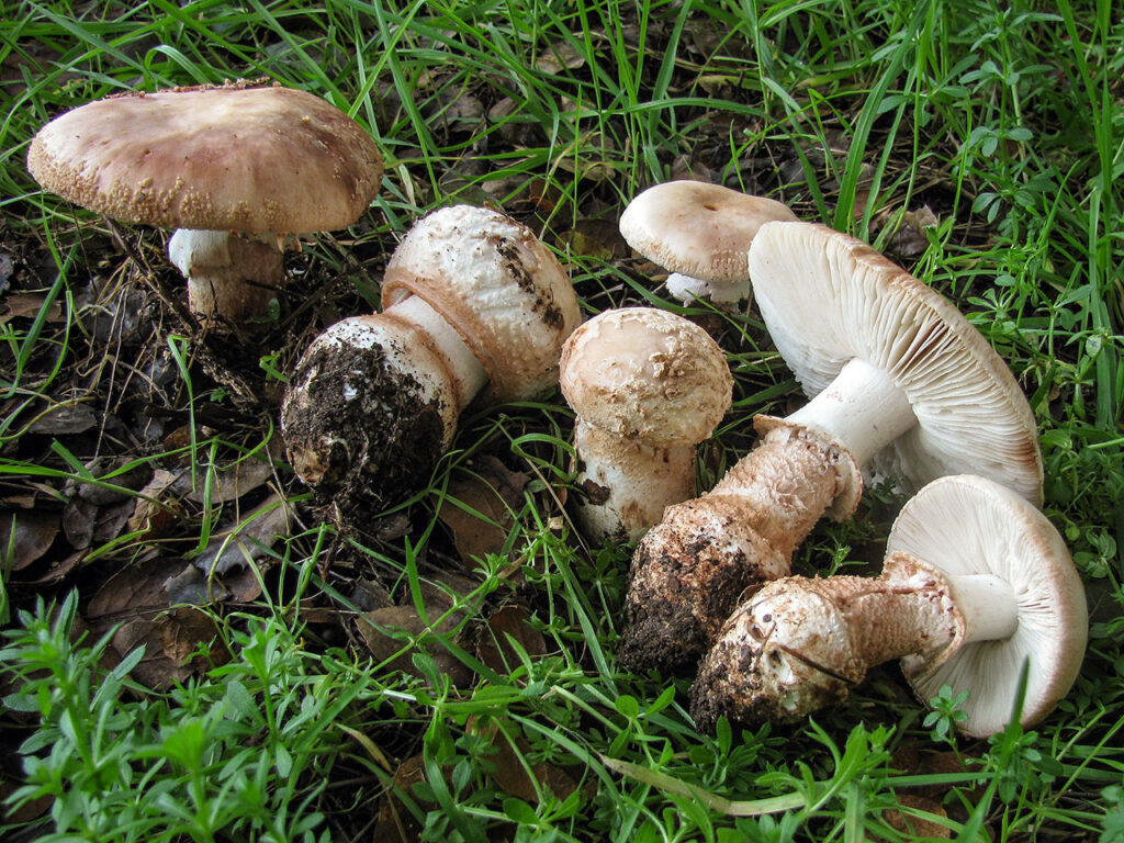 The Difference Between Functional Mushrooms and Psychedelic Mushrooms