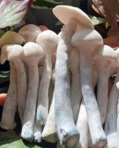 Magic Mushrooms: Risks, Side Effects, and Mental Health Concerns