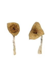 Where to Find Quality Dried Magic Mushrooms Online in Britain