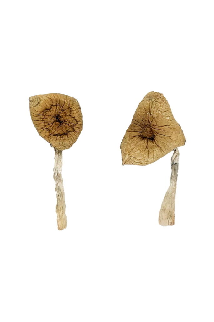 Where to Find Quality Dried Magic Mushrooms Online in Britain