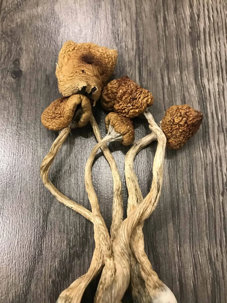 Revealed: UKs Hidden Gems for Purchasing Magic Mushrooms Online