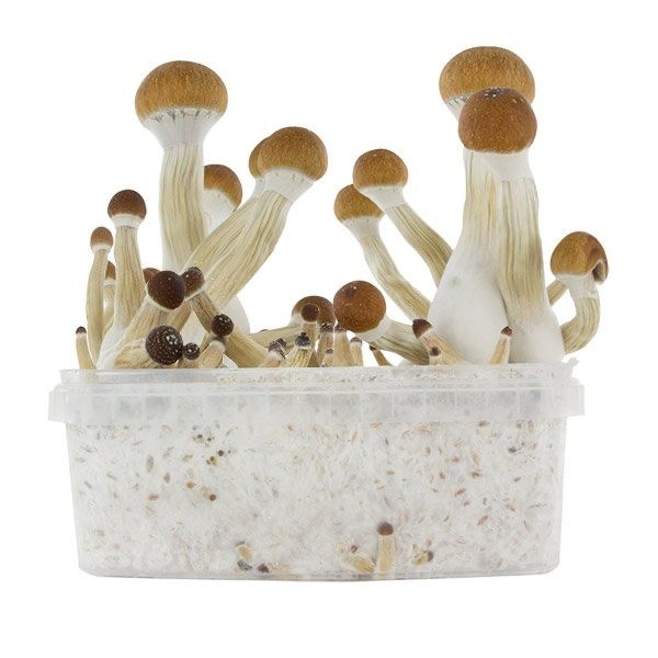 Buy Golden Teacher Magic Mushrooms UK