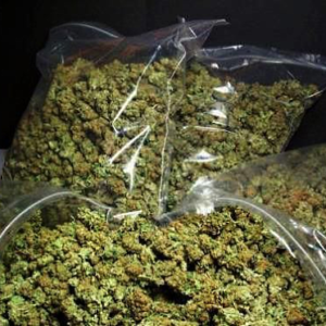 Buy OG Kush Online UK and Europe