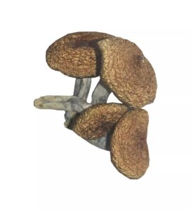 Buy Burma Mushroom Online in the UK | Premium Quality Psilocybin Mushrooms