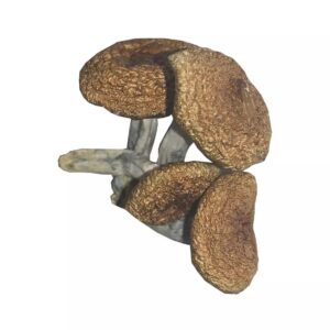 Buy Burma Mushroom Online in the UK | Premium Quality Psilocybin Mushrooms