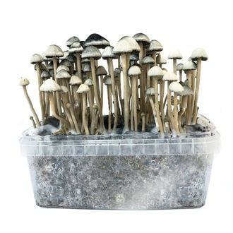 Psilocybin Mushroom Growing Kit UK: What You Need to Know in 2026