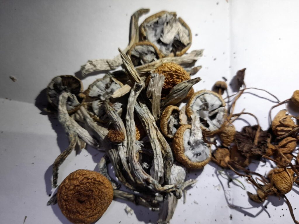 Top 5 Online Shops for Golden Teacher Mushrooms in the UK