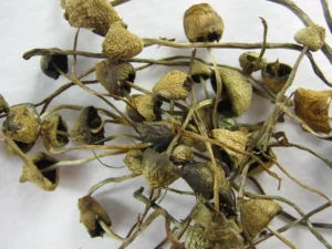 Buy Liberty Cap Online in the UK – Premium Psilocybin Mushrooms Delivered Discreetly