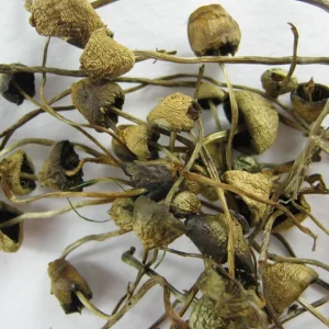 Buy Liberty Cap Online in the UK – Premium Psilocybin Mushrooms Delivered Discreetly