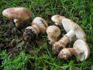 Where to Buy Psychedelic Mushrooms Online in the UK: A Complete Guide