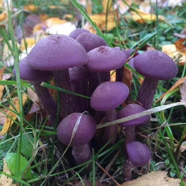 ethically sourced mushrooms grown using sustainable farming methods