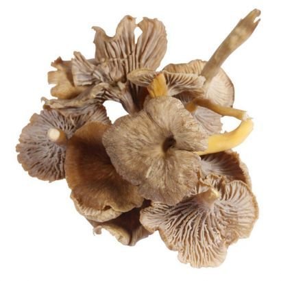 10 Trusted Vendors of Golden Teacher Mushrooms Across the UK