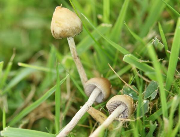 UK Psychedelic Shop Online: What UK Buyers Need to Know in 2026