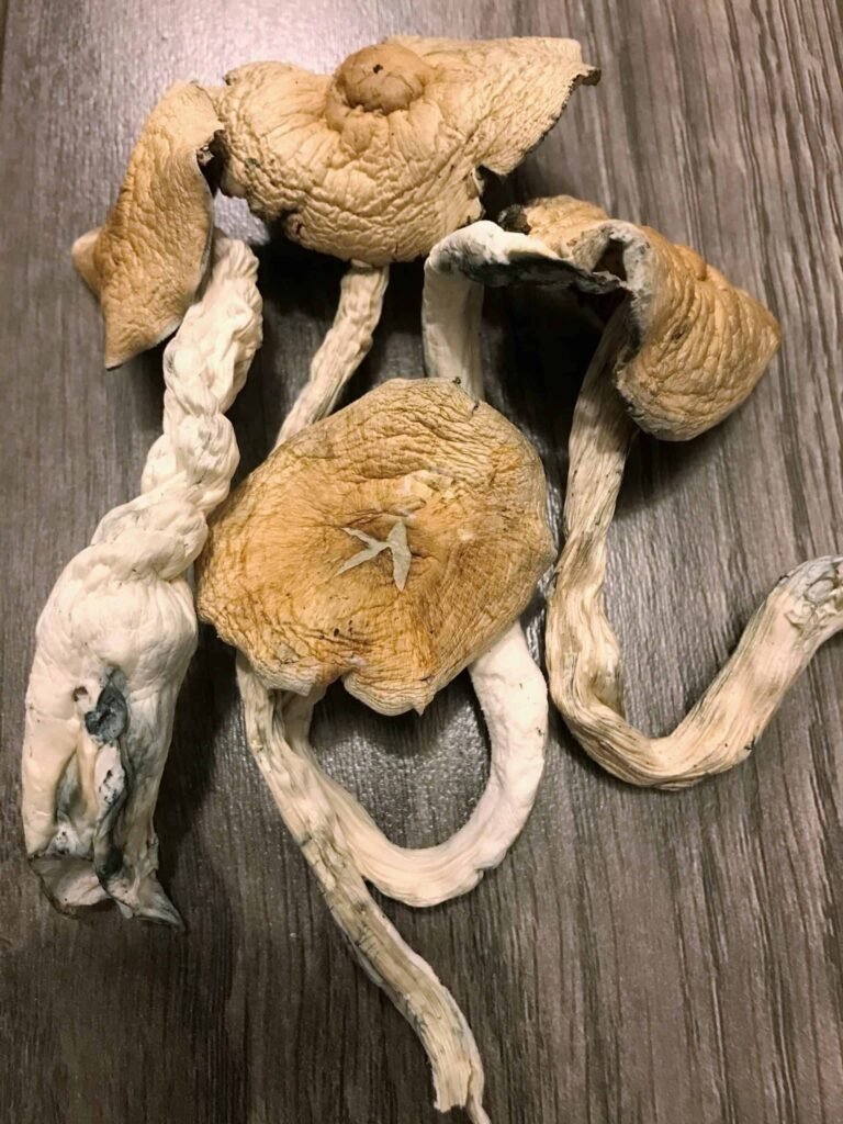 Golden Teacher Mushrooms in the UK: History, Characteristics, and Legal Status