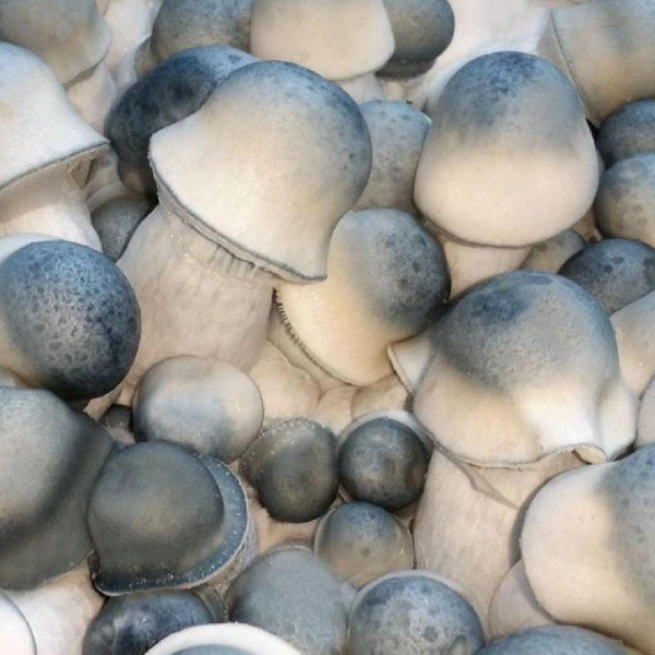 Mushroom Delivery Service UK