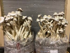 Buy Magic Mushrooms Online UK | Exodelics — Psilocybin, DMT